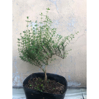 Xạ hương (thyme) thân gỗ