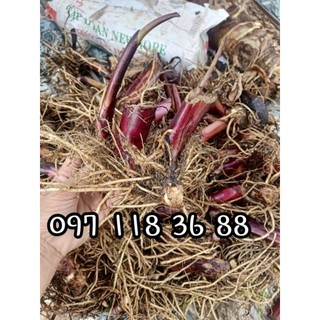 Củ dong riềng đỏ hô trơ điêu tri tim mach.Hàng cam kết giống chuẩni