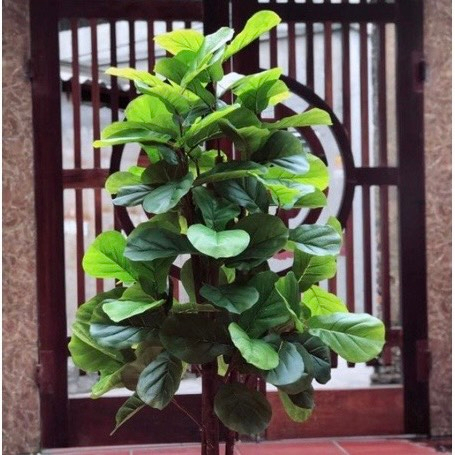 Cây giả cây bàng singapore giả thân gỗ cao m6 nhiều nhánh decor trang trí nhà cửa bền đẹp