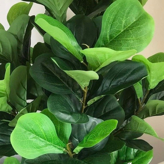 Cây giả cây bàng singapore giả thân gỗ cao m6 nhiều nhánh decor trang trí nhà cửa bền đẹp