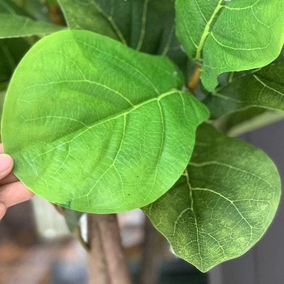 Cây giả cây bàng singapore giả thân gỗ cao m6 nhiều nhánh decor trang trí nhà cửa bền đẹp