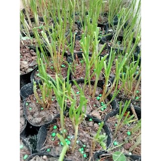 Set 50 bầu ươm cây 8x8 có thể tái sử dụng
