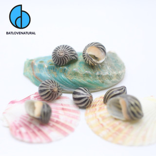 Vỏ ốc nerite sọc đen - vỏ ốc mượn hồn baby - vỏ ốc đẹp