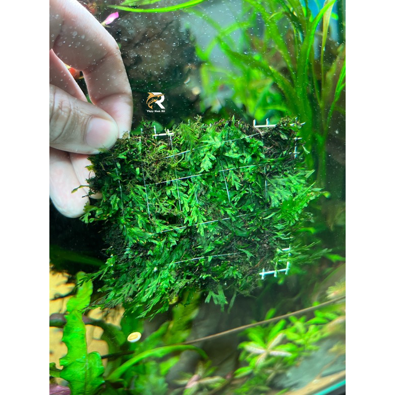 DƯƠNG XỈ BÀN TAY VỈ 8x8