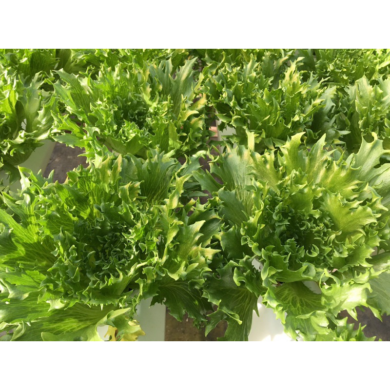 Xà lách thủy tinh bọc men