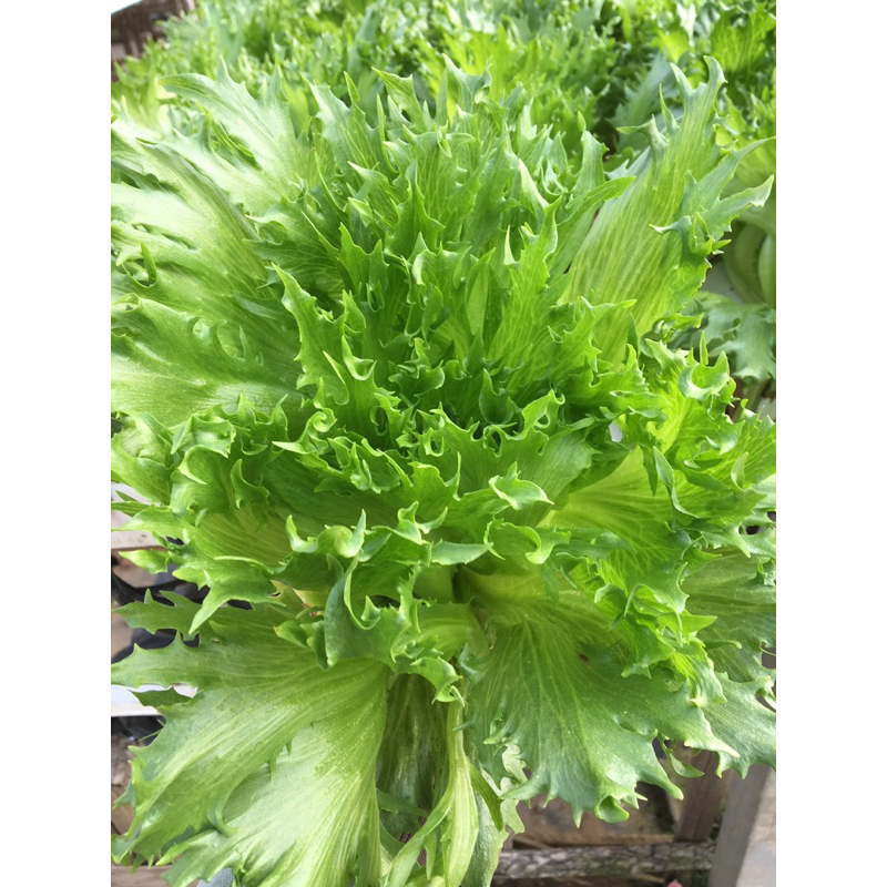 Xà lách thủy tinh bọc men