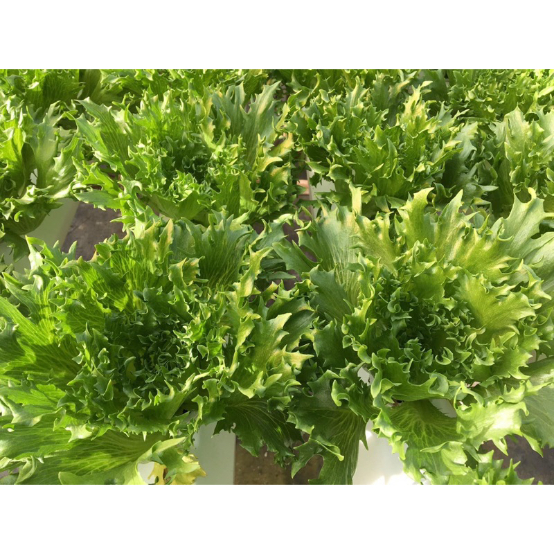 Xà lách thủy tinh bọc men