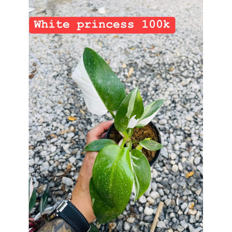 Kiểng Lá Philodendron White Princess