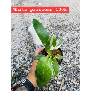 Kiểng Lá Philodendron White Princess