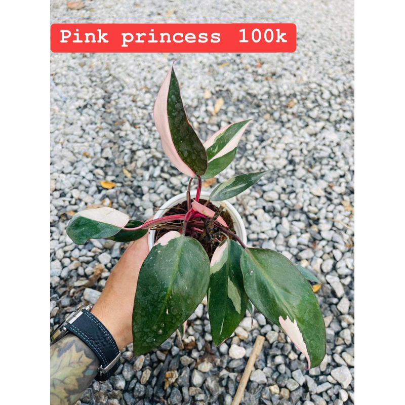 Cây kiểng lá Philodendron Pink Princess
