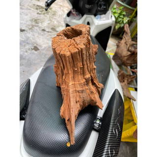 Lũa gỗ mini ghép thuỷ sinh - decor tiểu cảnh