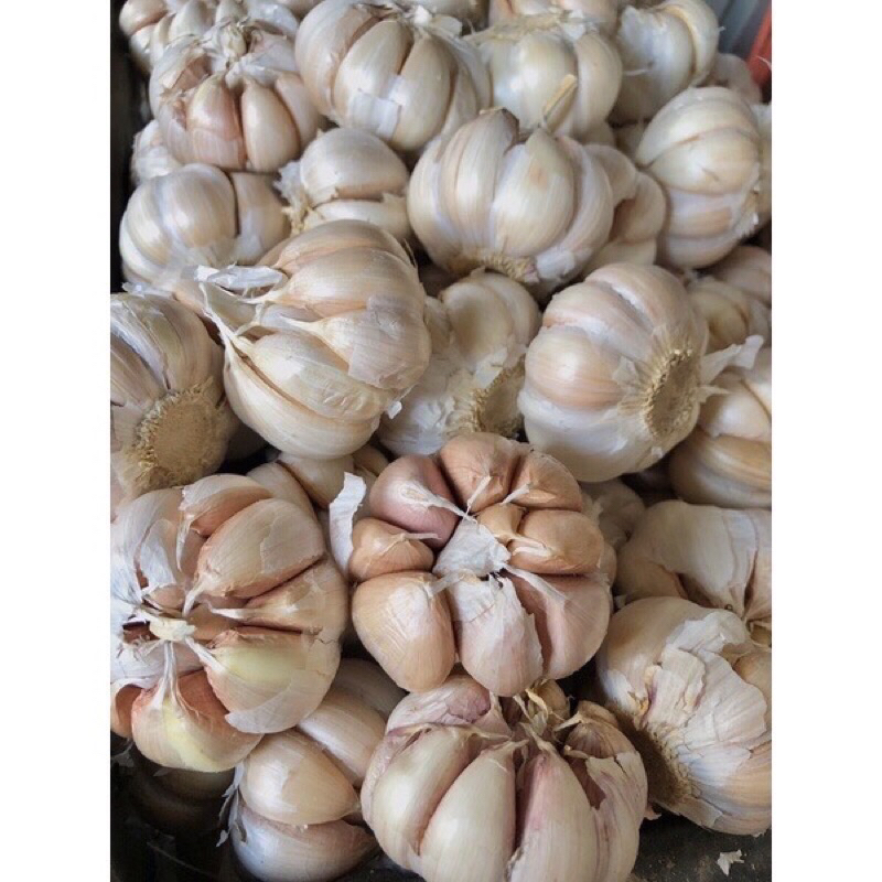 100g tỏi đẹp , dễ bóc vỏ