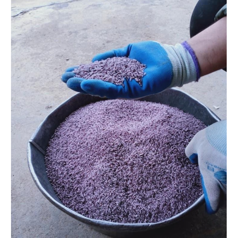 Gạo Nương Tím H’mông Tú Lệ Loại 1 . chuẩn ngon ko pha trộn .gạo mới 100% ko bán gạo cũ