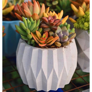 Chậu cây cảnh mini để bàn, chậu Xi măng nhẹ Decor CEMENT POTS 11x8cm, chậu cây để bàn trang trí nhà