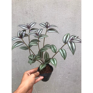 Bầu 5 cây thài lài tía