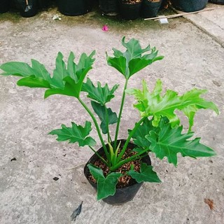 Lưỡi Trầu Bà Thanh Xuân