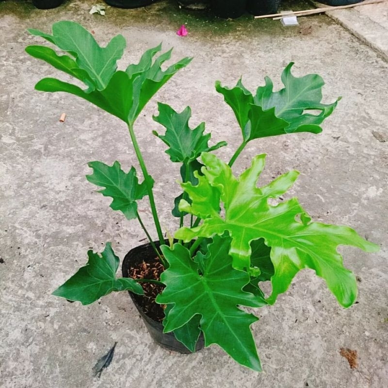 Lưỡi Trầu Bà Thanh Xuân