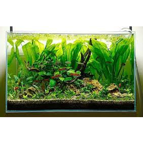 Xử lí rêu hại hồ cá cảnh thủy sinh