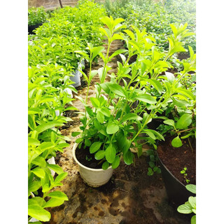 Cây cỏ ngọt Stevia