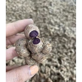 Gừng Đen đào rừng già đanh