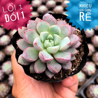 💥💥sen đá kim cương đài size 5cm-8cm