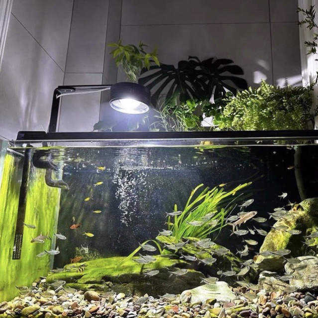 Đèn thủy sinh Ledesk - Dòng đèn hoàn hảo cho bể cá cảnh Biotope