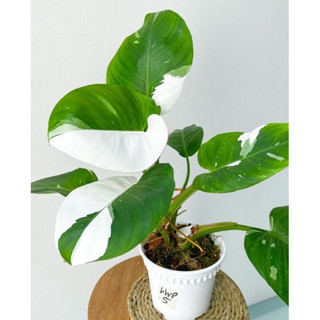 Cây Philodendron white princess var thường / Kiểng lá/ cây trong nhà