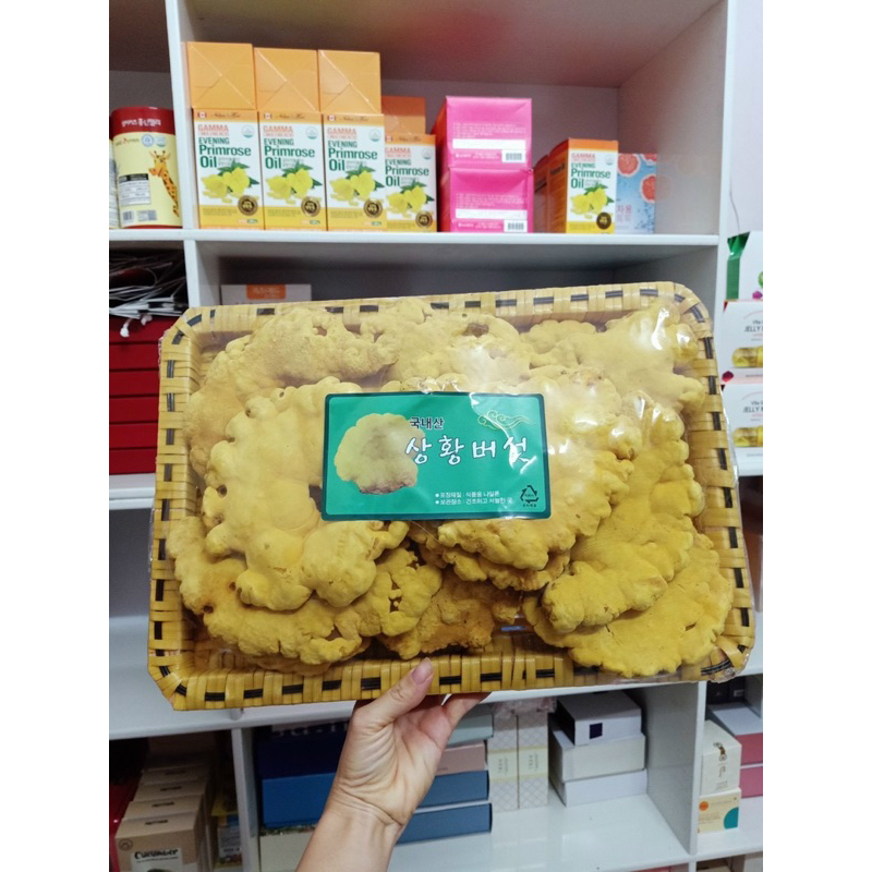 Nấm Thượng Hoàng Vàng Cao Cấp Hàn Quốc_500gr