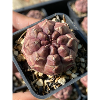 Xương rồng Daydream
