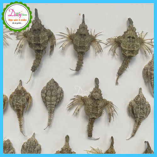 Hải Yến Khô Vũng Tàu - Set 10 Con Hải Yến Ngâm Tăng Cường Si.n.h L.ý