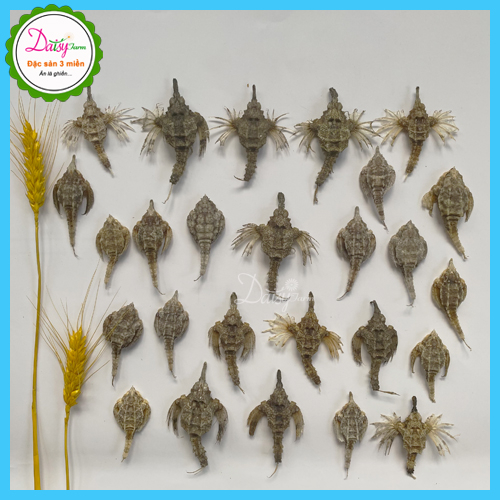 Hải Yến Khô Vũng Tàu - Set 10 Con Hải Yến Ngâm Tăng Cường Si.n.h L.ý