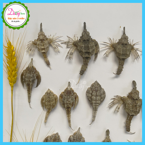 Hải Yến Khô Vũng Tàu - Set 10 Con Hải Yến Ngâm Tăng Cường Si.n.h L.ý