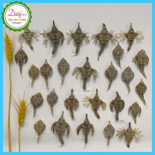 Hải Yến Khô Vũng Tàu - Set 10 Con Hải Yến Ngâm Tăng Cường Si.n.h L.ý