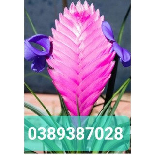 Cây ngải hồng uyên ương