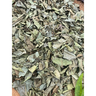 500g. lá vối khô đẹp thơm