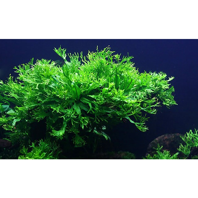 Cây Dương Xỉ Sừng Hươu : Cây Thuỷ Sinh