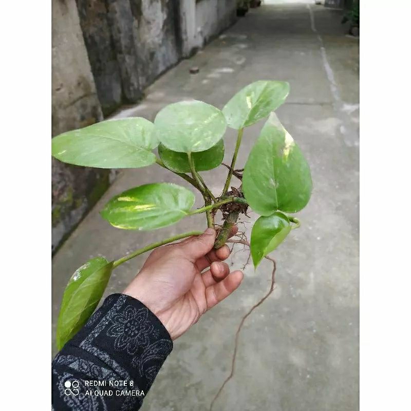 1 nhánh dây trầu bà