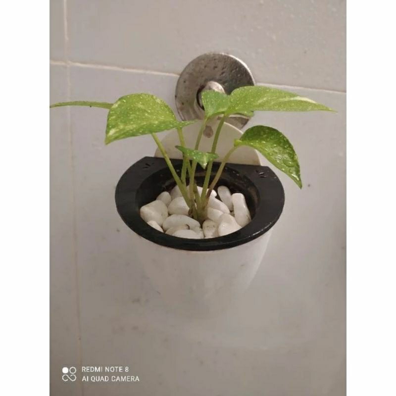 1 nhánh dây trầu bà