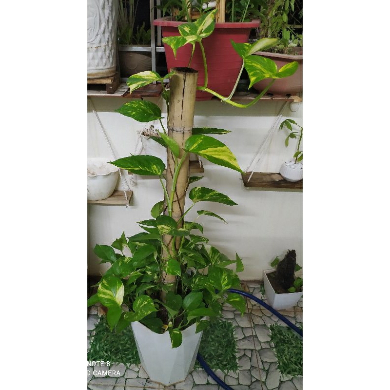 1 nhánh dây trầu bà
