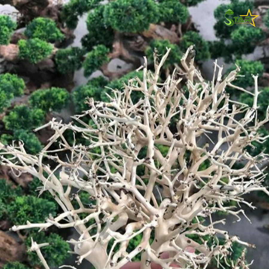 1kg Lũa Xương Chùm Cho Bể Thuỷ Sinh