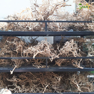 1kg Lũa Xương Chùm Cho Bể Thuỷ Sinh