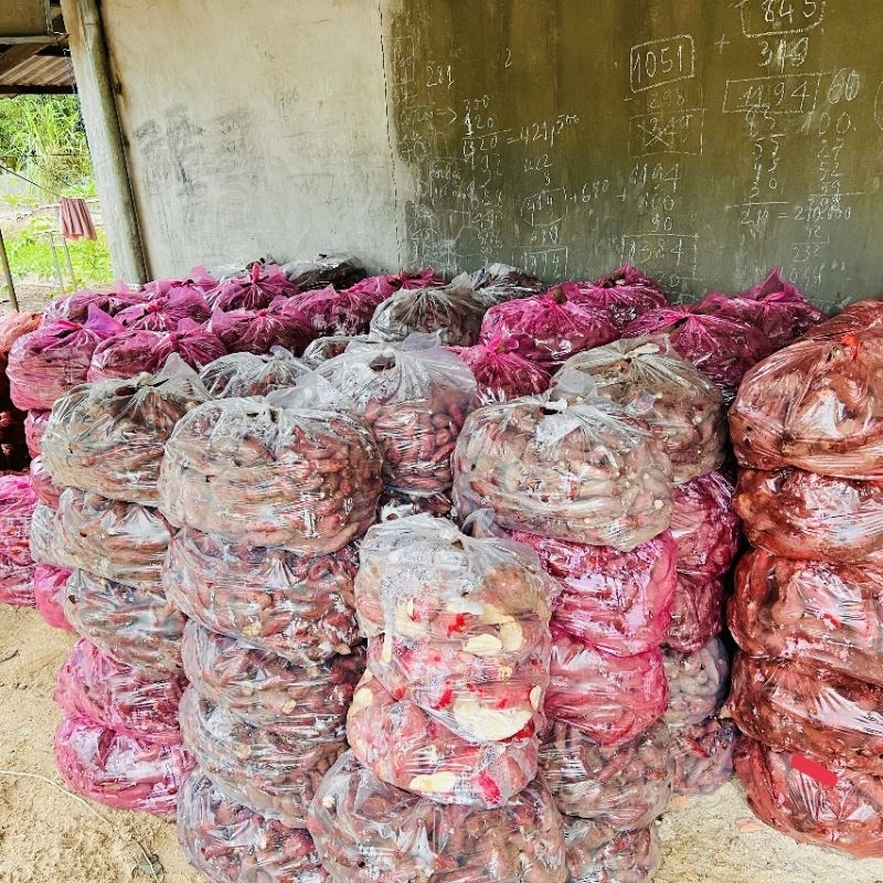 KHOAI Ủ CHUA với bơ, sữa.mùi chua,thơm. gói 500g. bao chuẩn. vàng rực. bảo hành 1 năm.