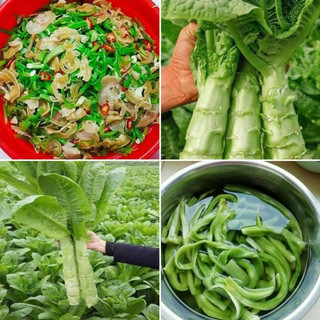 Gói 50 hạt giống rau tiến vua - hạt giống rau diếp thơm dễ trồng quanh năm, thơm ngon