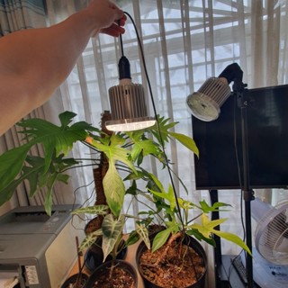 Chuôi đèn E27 kèm công tắc, phích cắm và dây dài 3m, treo đèn quang hợp LGL