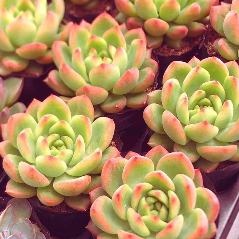 Siêu giảm giá sen đá vuốt cam sz bầu