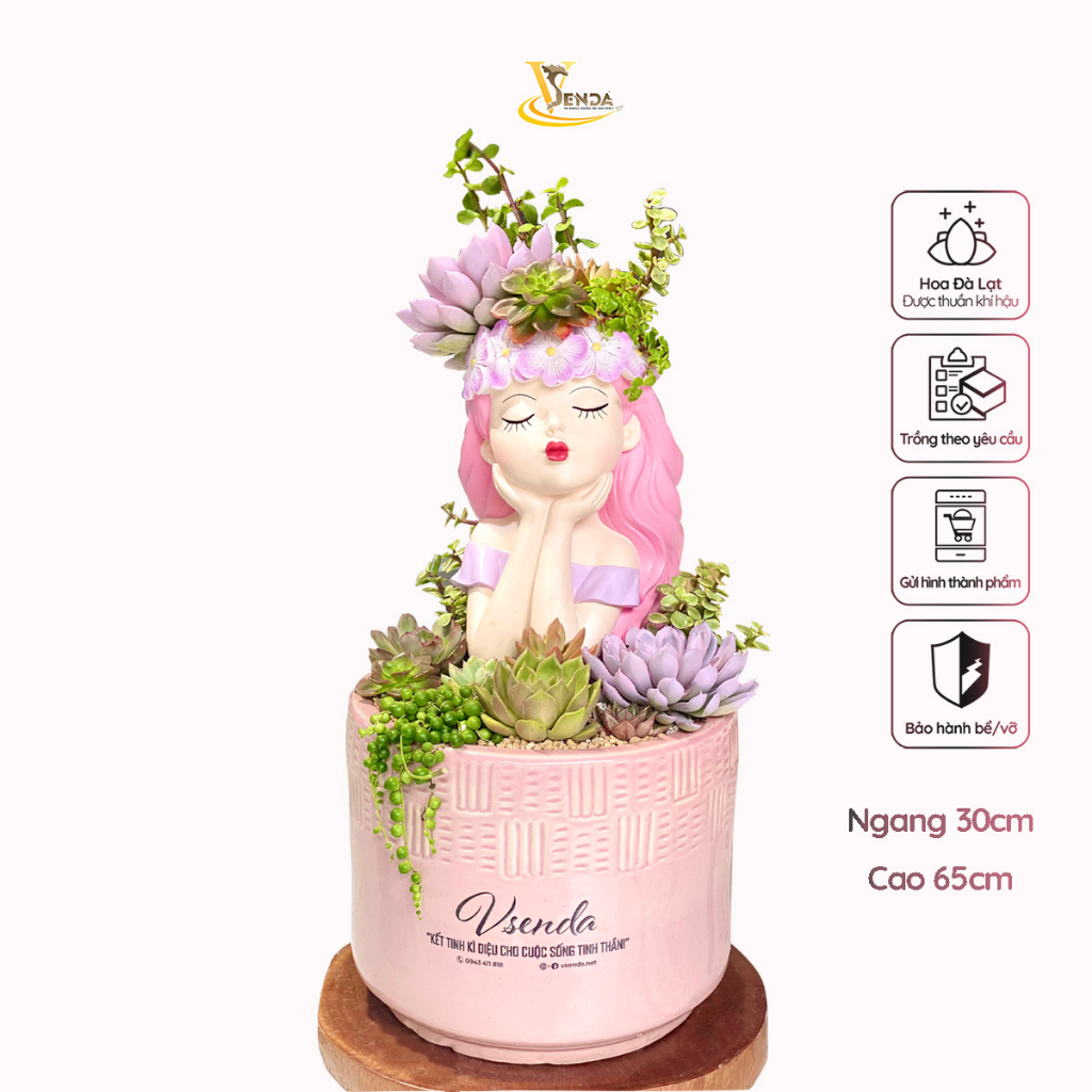 Ngọt ngào cô gái Lavender_Chậu hoa sen đá trồng tiểu cảnh độc quyền VSenda