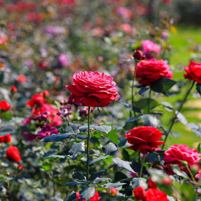 [EVOUCHER] Vé Tham quan Việt Úc Flower Gaden - Măng Đen