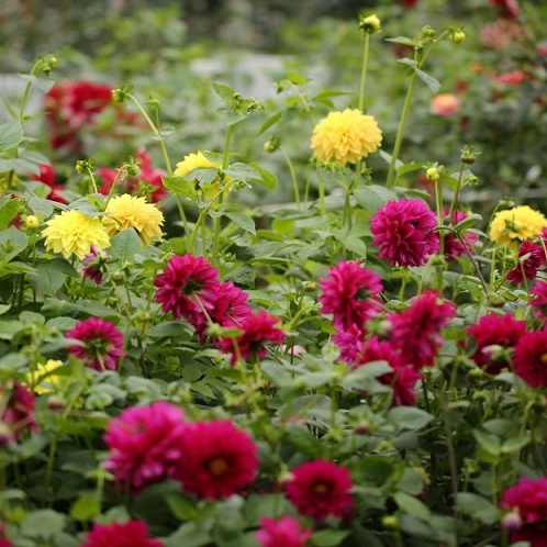 [EVOUCHER] Vé Tham quan Việt Úc Flower Gaden - Măng Đen