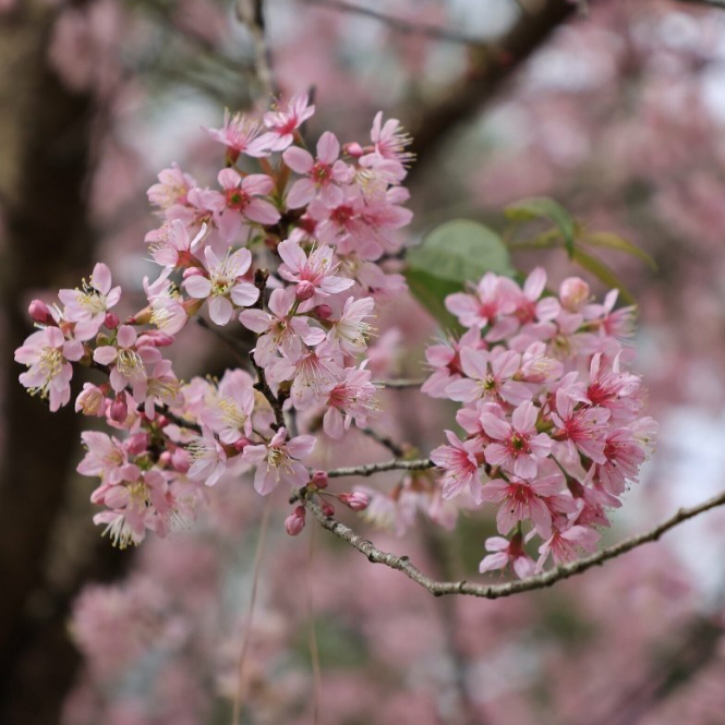 [EVOUCHER] Vé Tham quan Việt Úc Flower Gaden - Măng Đen