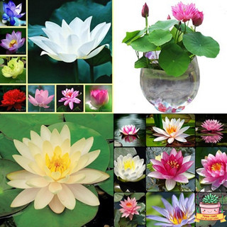 Hạt giống Sen Nhật Mini (Hàng Chọn Tốt) - (Tự Chọn Màu) - Bao nảy mầm (Quy cách 1 hạt)